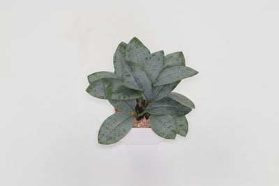 Artificial Decorative Plant (Flower)